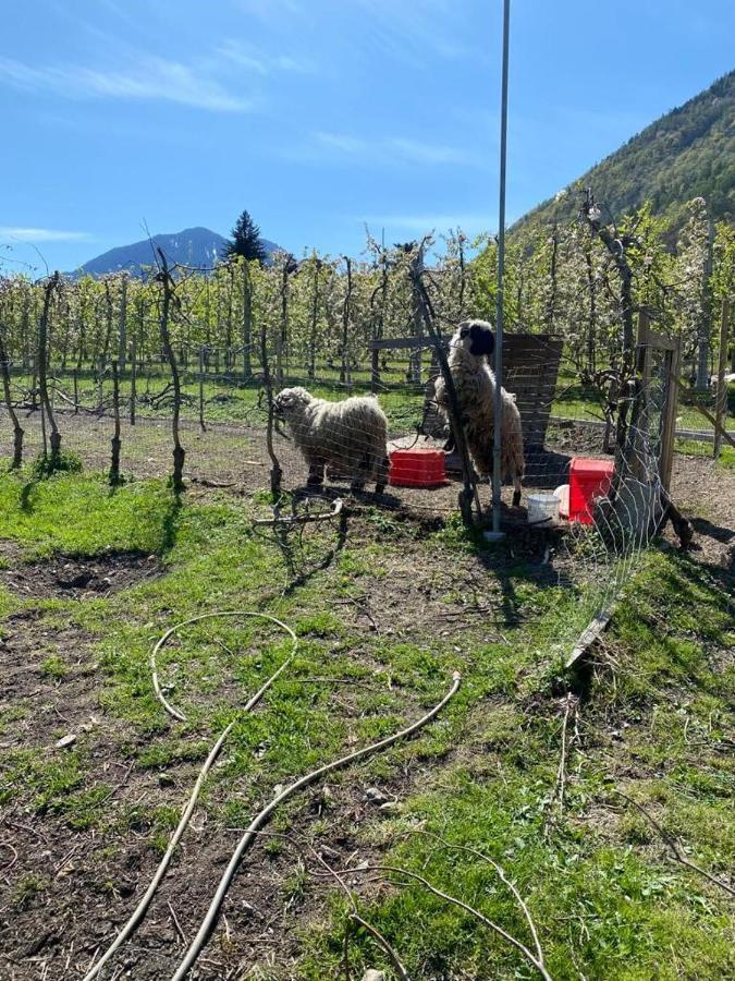 Weingut Bachguetl Apartment Cermes Luaran gambar